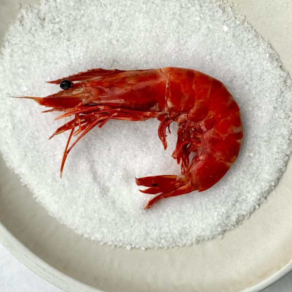 Grosse crevette sélection prestige