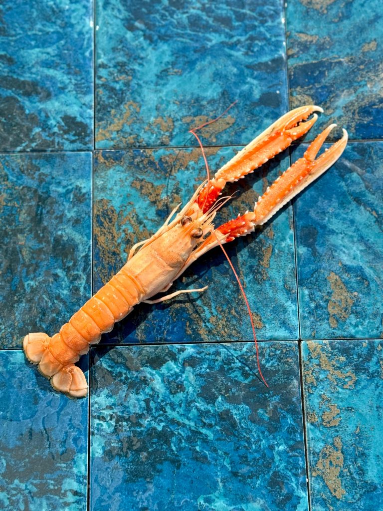 plateau fruit de mer l'isle-sur-la-Sorgue
