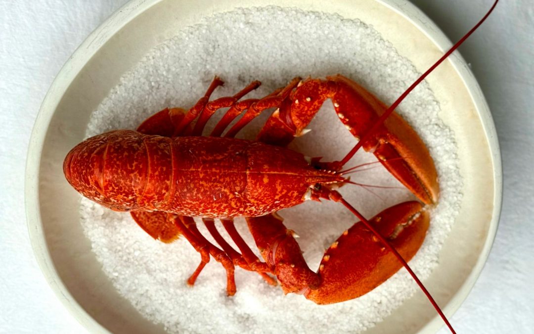 Homard à déguster en été, l'isle-sur-la-sorgue