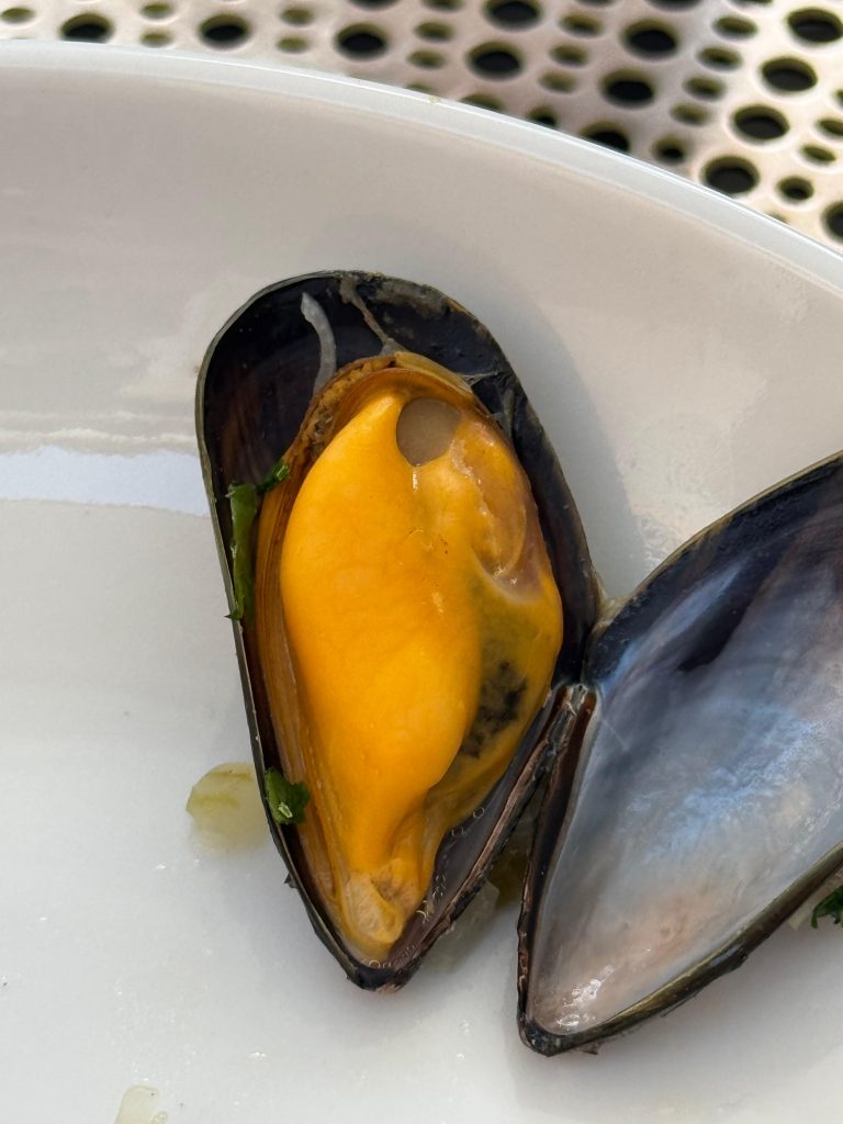 moule Morisseau, moule de bouchot | l'Isle-sur-la-Sorgue